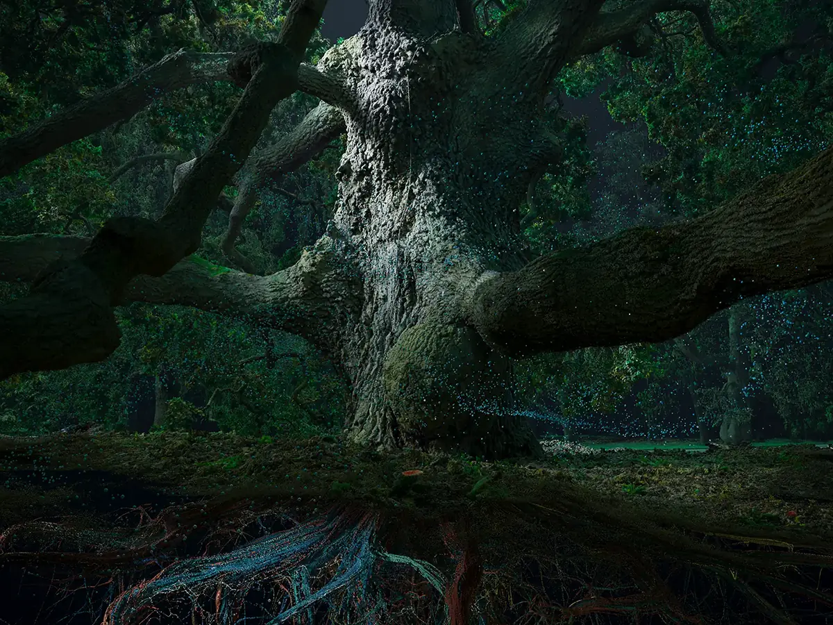 Of the Oak